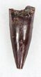 Eryops Tooth From Oklahoma - Giant Permian Amphibian #33547-1